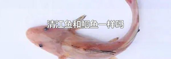清江鱼和鮰鱼一样吗