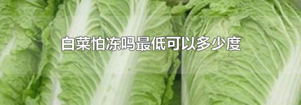 白菜怕冻吗最低可以多少度