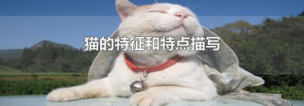 猫的特征和特点描写