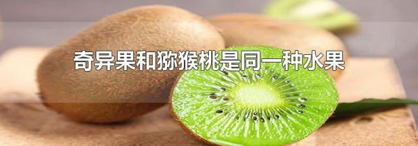 奇异果和猕猴桃是同一种水果吗