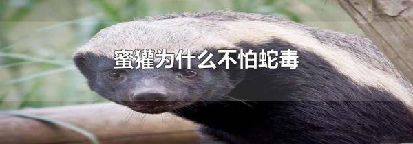 蜜獾为什么不怕蛇毒