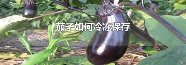 茄子如何冷冻保存