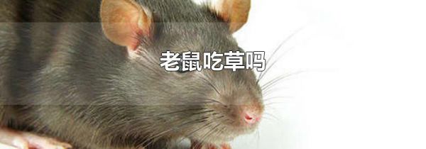 老鼠吃草吗