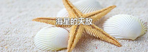 海星的天敌