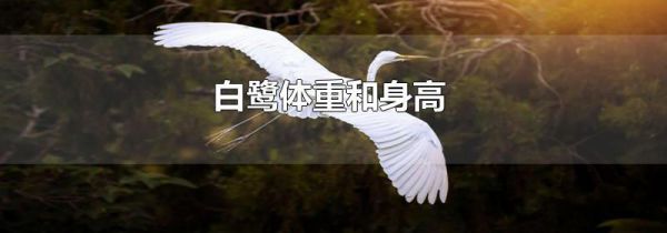 白鹭体重和身高