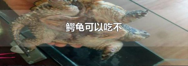 鳄龟可以吃不