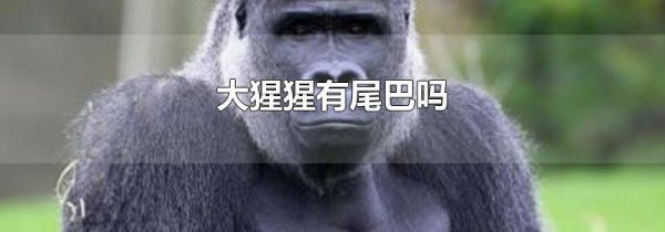 大猩猩有尾巴吗