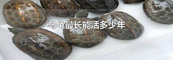 乌龟最长能活多少年