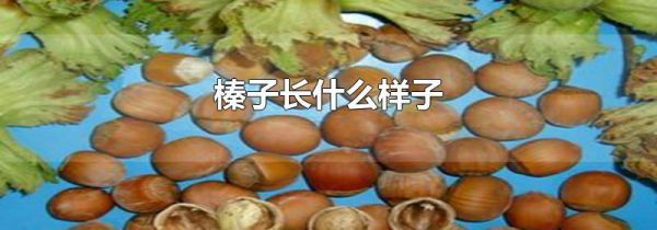 榛子长什么样子
