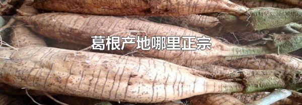 葛根产地哪里正宗