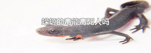 蝾螈的毒能毒死人吗