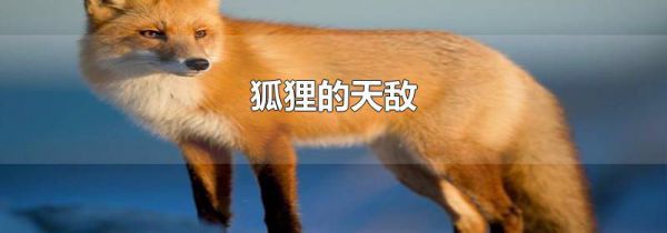 狐狸的天敌