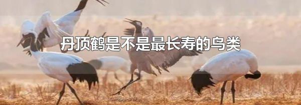 丹顶鹤是不是最长寿的鸟类