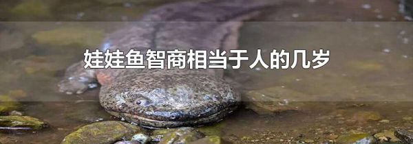 娃娃鱼智商相当于人的几岁