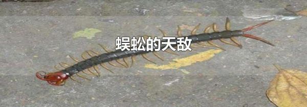 蜈蚣的天敌
