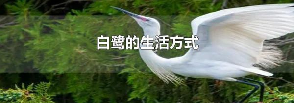 白鹭的生活方式