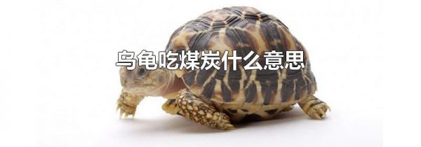 乌龟吃煤炭什么意思