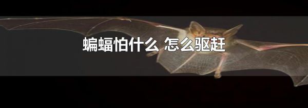 蝙蝠怕什么 怎么驱赶