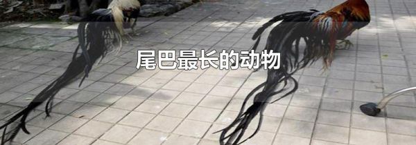 尾巴最长的动物