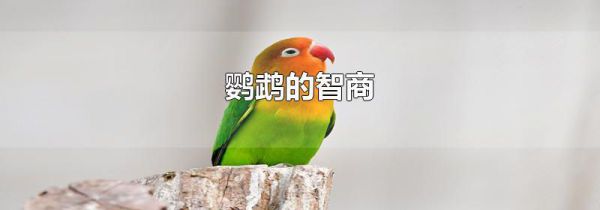 鹦鹉的智商