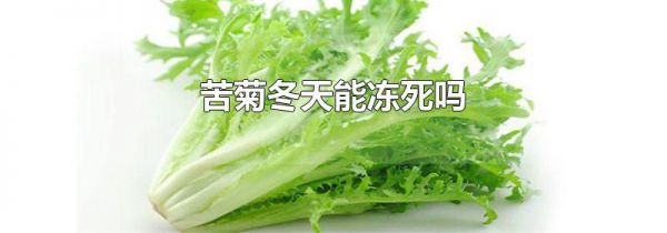 苦菊冬天能冻死吗