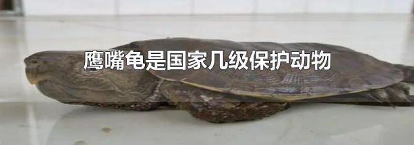 鹰嘴龟是国家几级保护动物