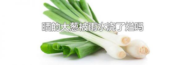 晒的大葱被雨水浇了烂吗