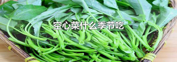 空心菜什么季节吃