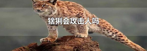 猞猁会攻击人吗