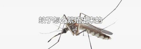 蚊子怎么繁殖出来的