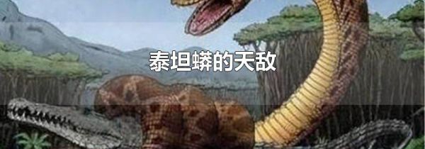 泰坦蟒的天敌