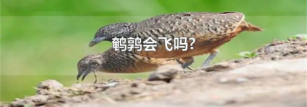 鹌鹑会飞吗?