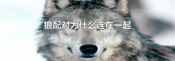 狼配对为什么连在一起