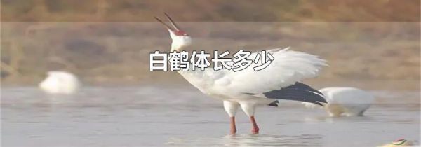白鹤体长多少