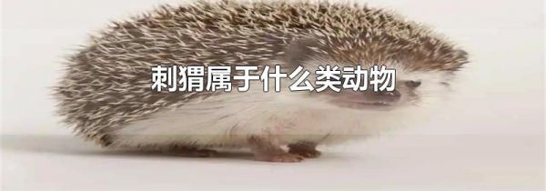 刺猬属于什么类动物