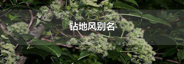 钻地风别名