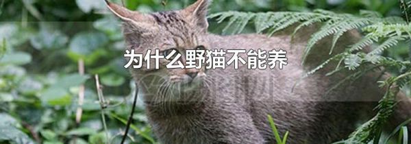 为什么野猫不能养