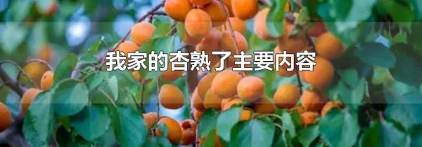 我家的杏熟了主要内容