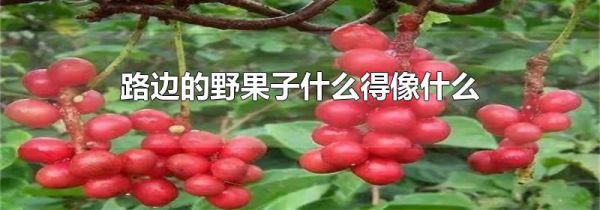 路边的野果子什么得像什么