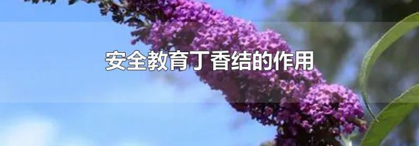 安全教育丁香结的作用