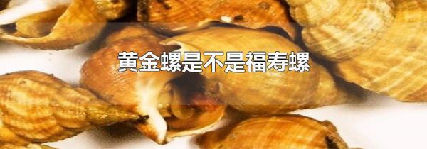 黄金螺是不是福寿螺