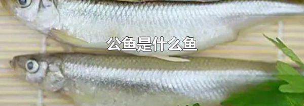 公鱼是什么鱼