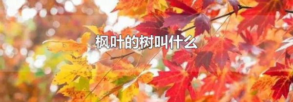 枫叶的树叫什么