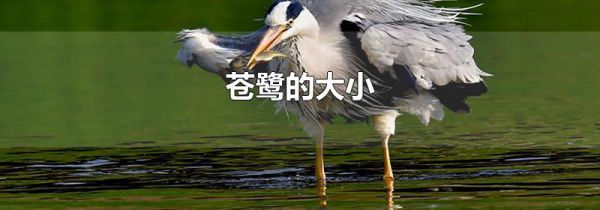 苍鹭的大小