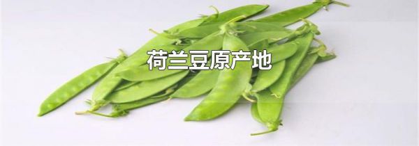 荷兰豆原产地