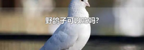 野鸽子可以吃吗?