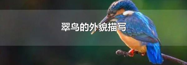 翠鸟的外貌描写