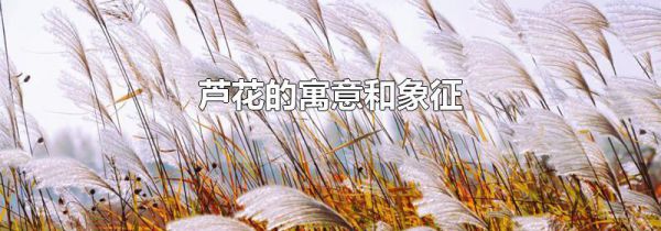 芦花的寓意和象征