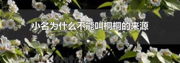 小名为什么不能叫桐桐的来源
