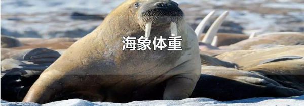 海象体重